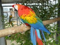 Macaws, Congo African Greys and Senegal Parrots and Parrot Eggs