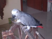 African Grey and Timneh Grey PARROTS/Eggs 