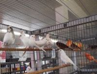 Yorkshire Canary,Lancashire Canary Birds For Sale 