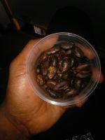 cocoa beans