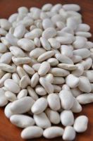 NEW Crop White Kidney Beans for Sale