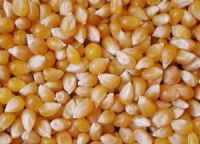 White Corn and Yellow Corn (Human consumption