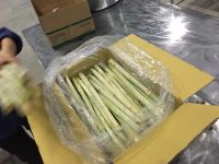HIGH QUALITY FROZEN SUGARCANE FOR JUICE