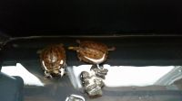 golden coin turtle or Chinese three-striped box turtle (Cuora trifasciata)
