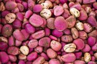 freesh  kola  nut  for  sale 