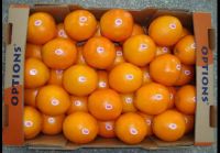 navel orange