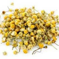 Chamomile flower