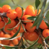 Seabuckthorn Fruit Oil