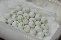 Exotic Birds Eggs