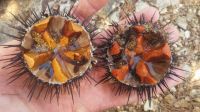 Sea Urchin And Sea Urchin Roe