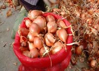 Fresh onion from Azerbaijan