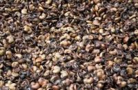 CNSL, CASHEW NUT SHELL LIQUID, CASHEW OIL, CASHEW NUT SHELL EXTRACTION