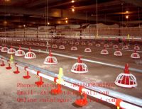 Automatic Feeders For Poultry Farm