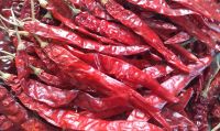 Dry Red Chilli