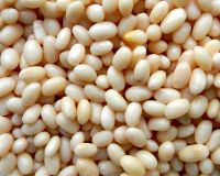 Haricot Bean