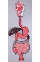 Digestive System Model 3 parts