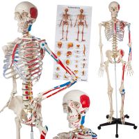 Human Skeleton Model with Hand Painted Muscles and Detailed Numbers