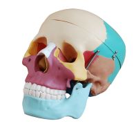 Human Colored Skull