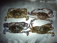 Soft shell crab