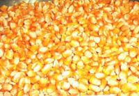 TOP QUALITY YELLOW CORN AND CASHEW NUT 