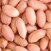 Chinese Ground Kernel &#65288;Flower&#65289;