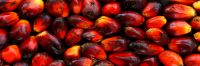 Palm Oil