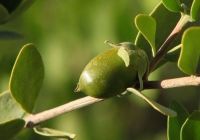 good quality jojoba oil