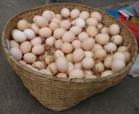 Fresh Chicken Eggs