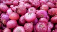 Round fresh red onions fresh cheap onion