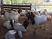 100% Full Blood LIVE Boer Goats / Live Purebred Saanen Goats / Live Purebred Red Kalahari Goats