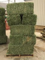 Animal Feed Alfalfa Meal / Alfalfa Hay for Sale