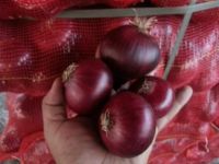 fresh red onion