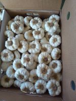 Fresh New Season Pure White/Normal White Garlic/Whole Garlic