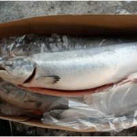 Frozen Atlantic Salmon (HOG)