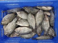 Frozen Tilapia Wh...