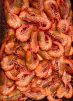 Frozen Norwegian Prawns and Shrimps