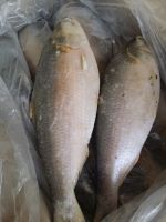 Frozen Hilsa Fish Whole round IWP IQF