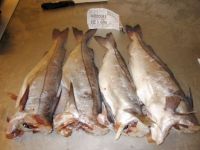 Frozen haddock fish