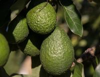 New Stock Fresh Avocado / Hass Avocado, Fuerte Avocado at affordable price