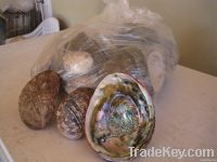 Abalone Shell