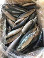 https://www.tradekey.com/product_view/2017-New-Arrival-Frozen-North-Pacific-Mackerel-Fish-8929634.html