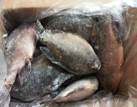 https://fr.tradekey.com/product_view/2017new-Arrival-Frozen-Tilapia-8930540.html