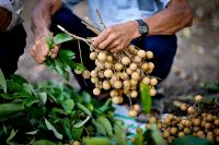 Fresh Longan fruit