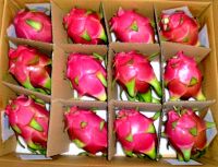 Fresh Dragon fruit from Vietnam