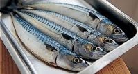 NEW LANDING SEA FROZEN PACIFIC MACKEREL FISH 100-150G