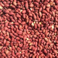 Raw Peanuts Red Skin/ White Skin