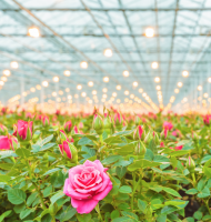 Flower Greenhouse Film