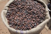 Cocoa Beans