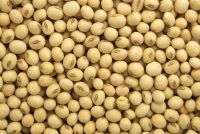 Soybeans & Soybean Meal