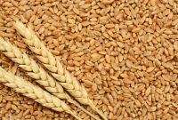 Wheat Grains and Flour